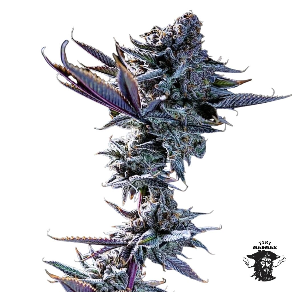 Close-up of a frosty purple Devil Driver strain cannabis bud with dark leaves, featuring a Tiki Madman logo in the corner.