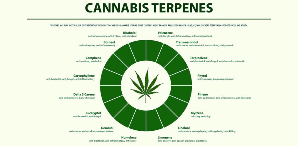 Unveiling the Aromatic Symphony of Cannabis Terpenes