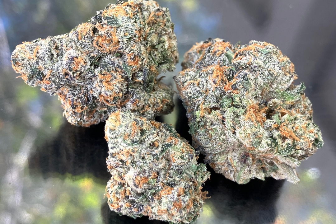 Gelato 41 Strain Review Ft. MFNY by Torches NYC