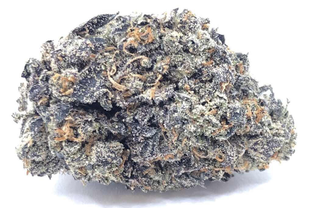 Close-up of a purple and green cannabis bud with orange hairs on a white background. The Sunset Runtz strain