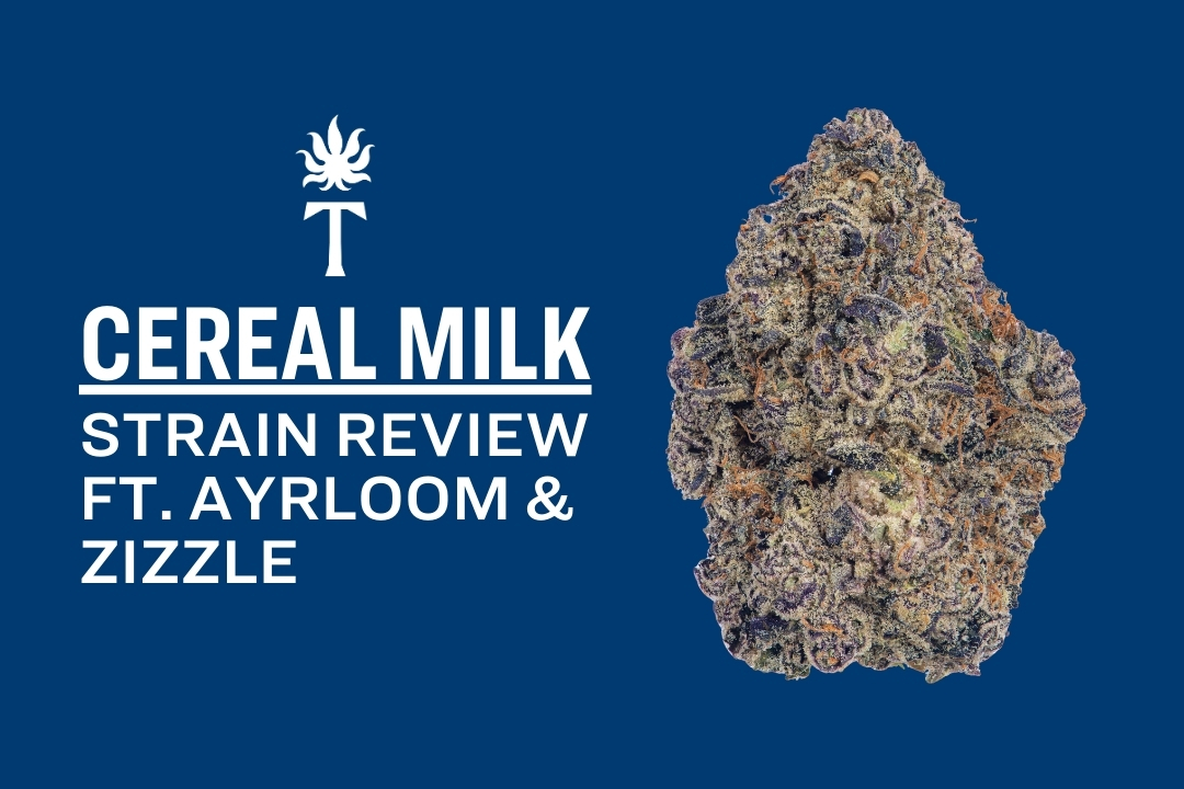 Cereal Milk strain cannabis bud with text: Cereal Milk Strain Review ft. Ayrloom & Zizzle on blue background.