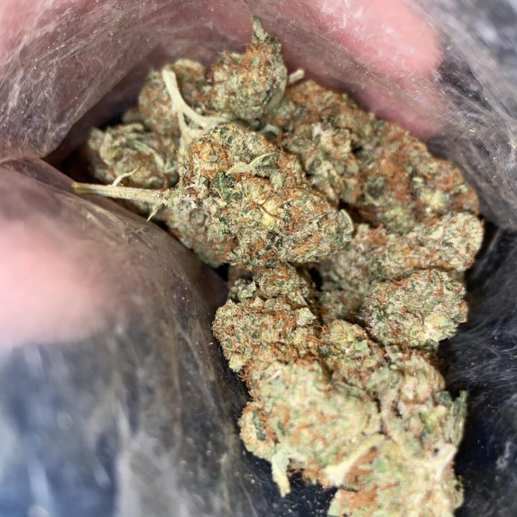 Close-up of dried cannabis buds inside a partially opened plastic bag, showcasing the dense appearance often associated with PGR weed.