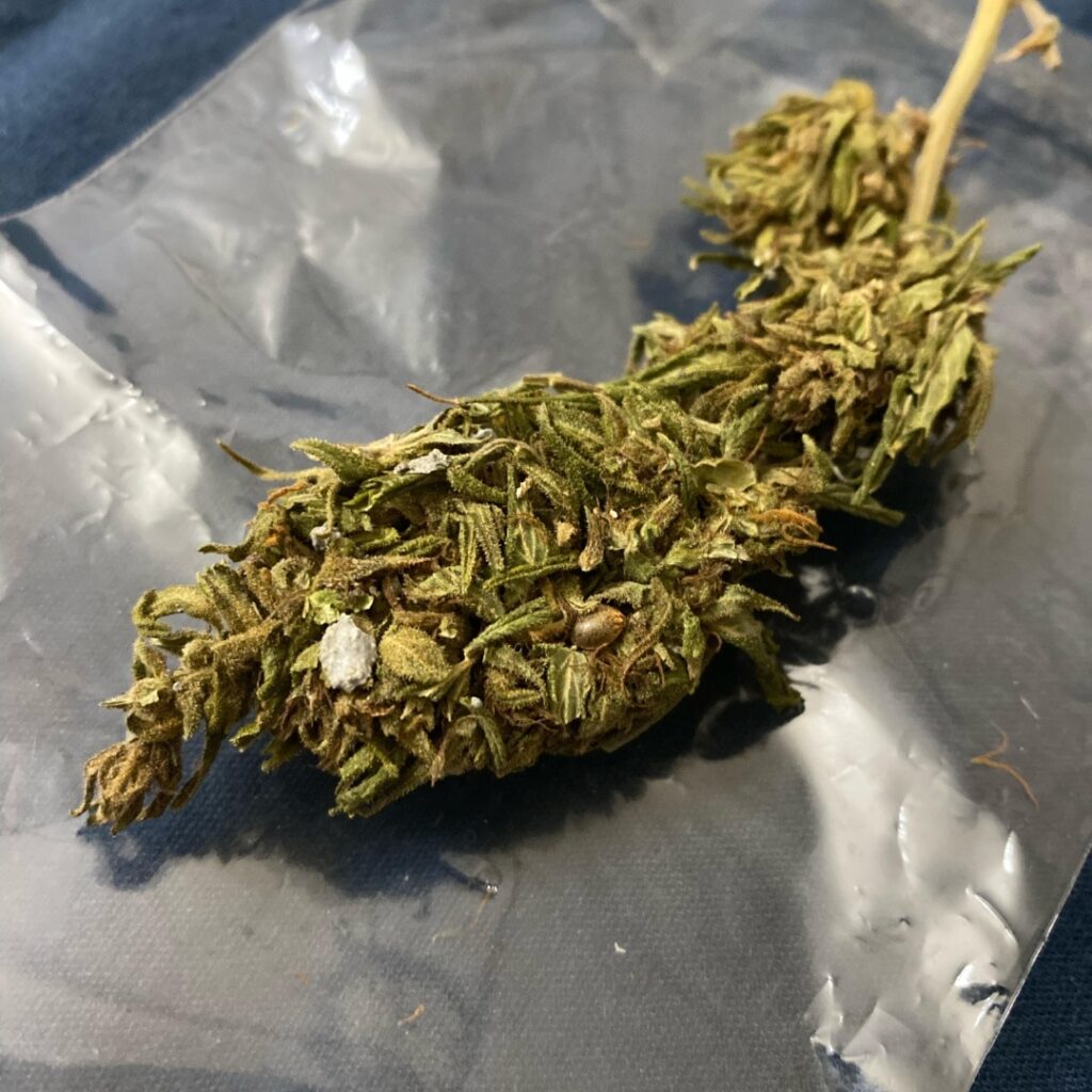 A dried cannabis bud, possibly PGR weed, rests on a clear plastic bag atop a dark blue surface.
