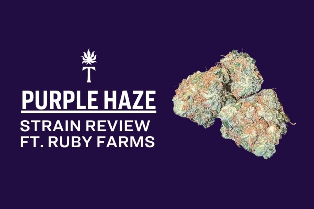 Purple Haze Strain cannabis buds set against a dark purple background with the text: “Purple Haze Strain Review ft. Ruby Farms.”.