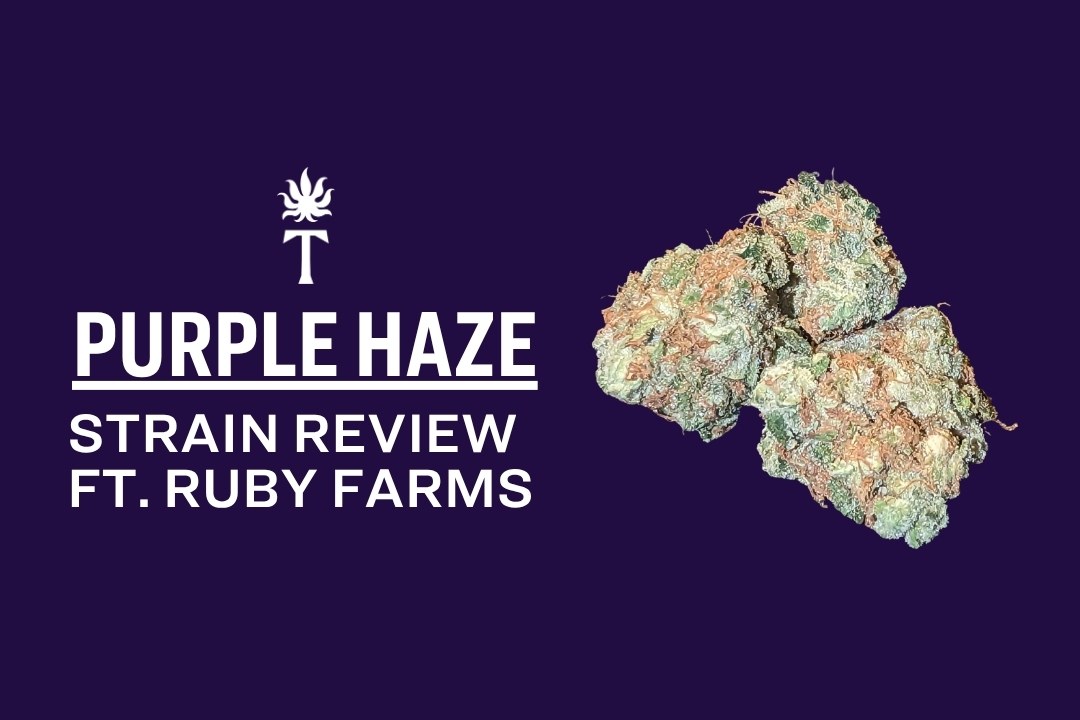 Purple Haze Strain cannabis buds set against a dark purple background with the text: “Purple Haze Strain Review ft. Ruby Farms.”.