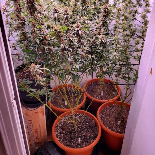 Five potted cannabis plants with buds thrive under indoor lighting and a horizontal grid—an ideal setup if you're learning how to grow weed at home.