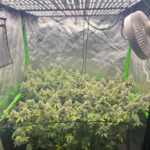 Indoor cannabis plants growing under LED lights in a grow tent with a fan and support netting—an ideal setup if you're learning how to grow weed at home.