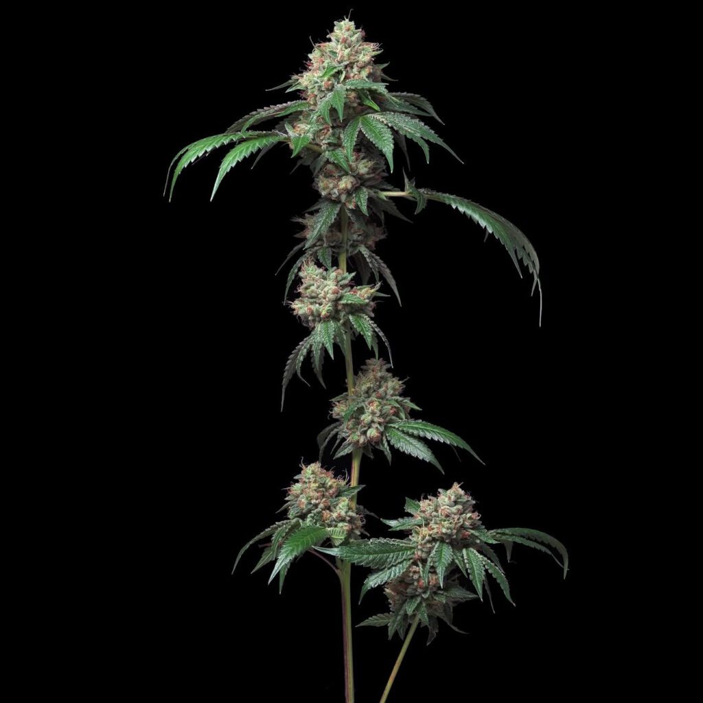 A tall cannabis plant with dense buds and green leaves against a black background.