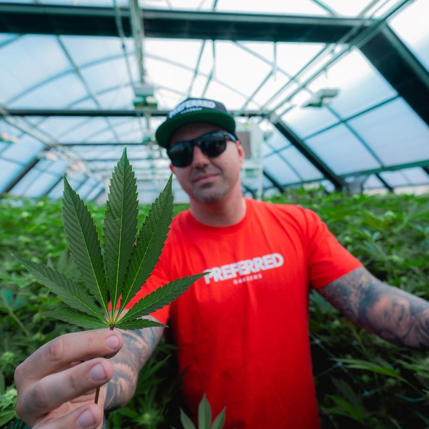 Man in a greenhouse holds a cannabis leaf, wearing sunglasses, a hat, and a red PREFERRED t-shirt.